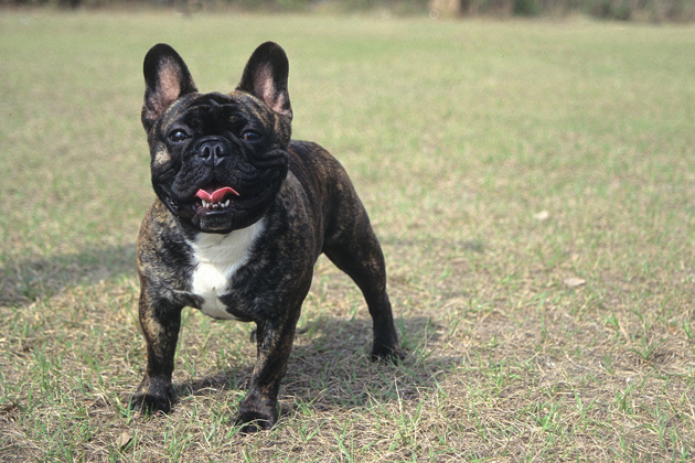 12 Couch Potato Dog Breeds